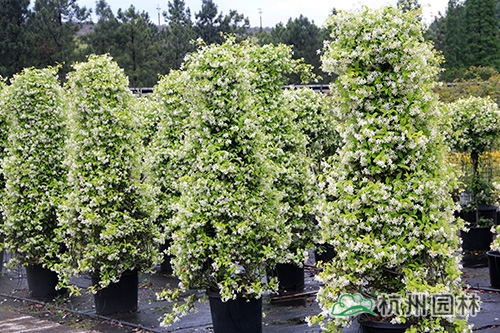 彩运网(中国游)官方网站