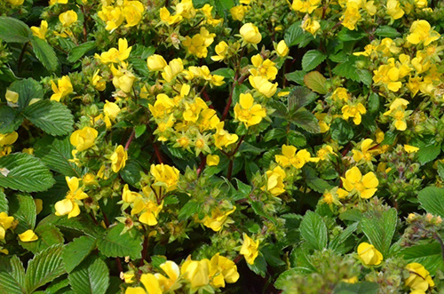 彩运网(中国游)官方网站