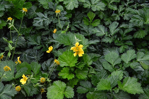 彩运网(中国游)官方网站