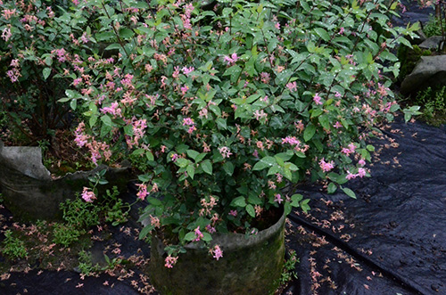 彩运网(中国游)官方网站