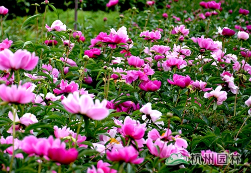 彩运网(中国游)官方网站