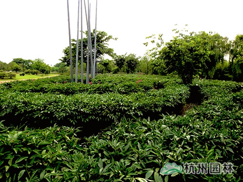 彩运网(中国游)官方网站