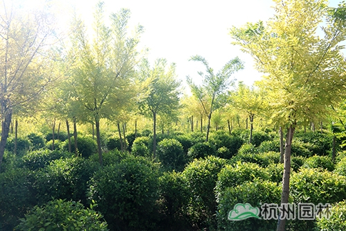 彩运网(中国游)官方网站