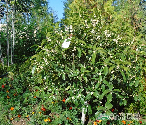 彩运网(中国游)官方网站