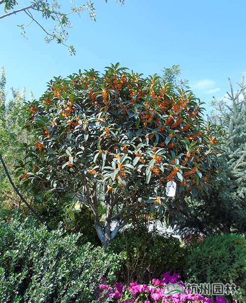 彩运网(中国游)官方网站