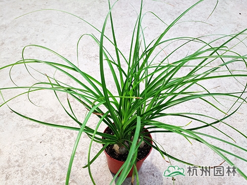 彩运网(中国游)官方网站