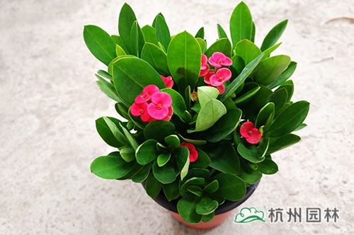 彩运网(中国游)官方网站