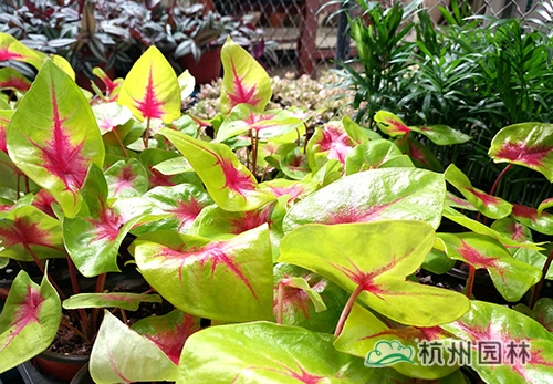 彩运网(中国游)官方网站