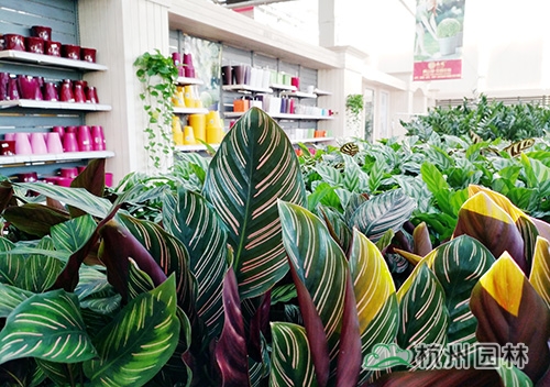 彩运网(中国游)官方网站