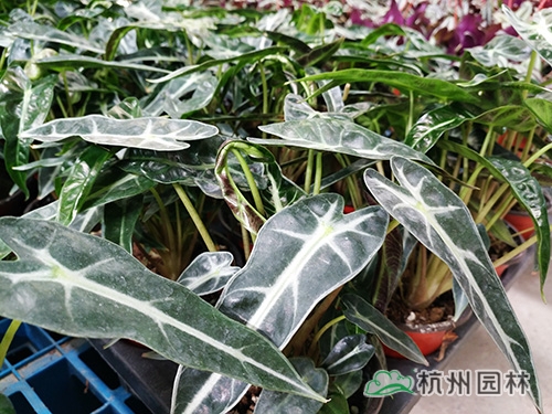 彩运网(中国游)官方网站