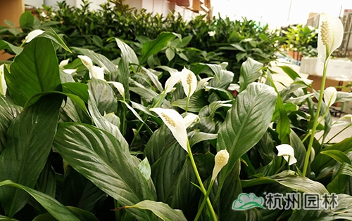 彩运网(中国游)官方网站