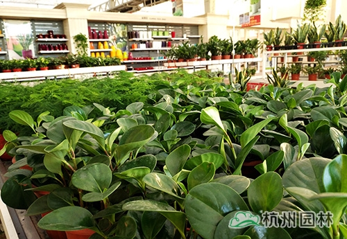 彩运网(中国游)官方网站