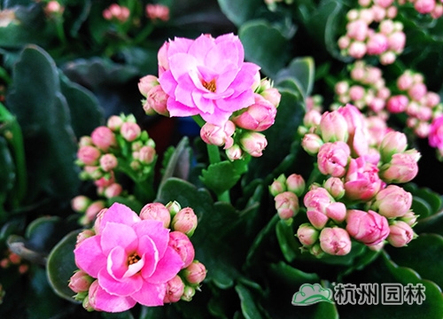 彩运网(中国游)官方网站