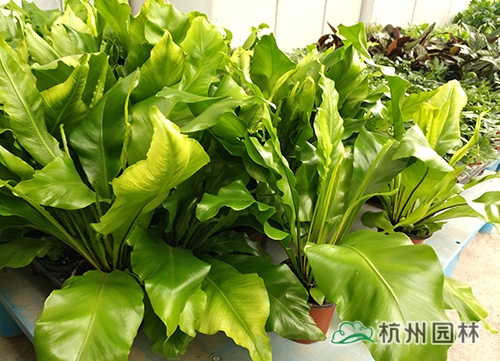 彩运网(中国游)官方网站