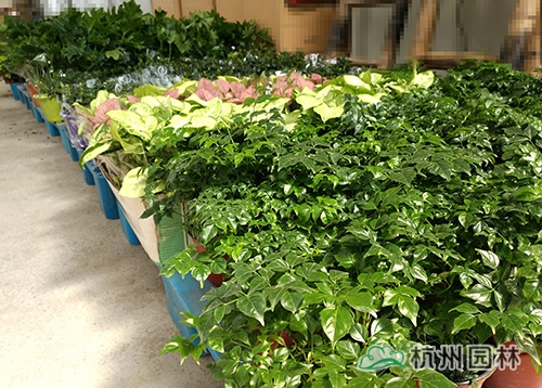 彩运网(中国游)官方网站