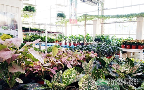 彩运网(中国游)官方网站