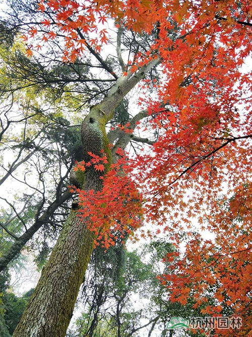 彩运网(中国游)官方网站