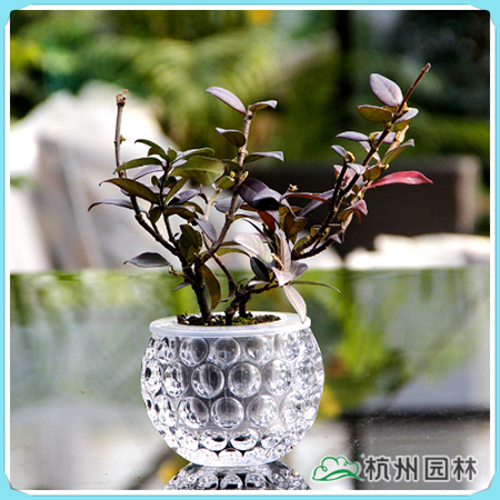 彩运网(中国游)官方网站