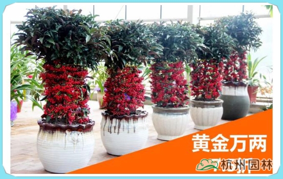 彩运网(中国游)官方网站