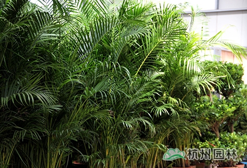 彩运网(中国游)官方网站