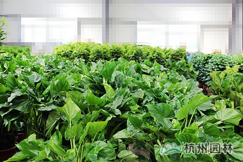 彩运网(中国游)官方网站