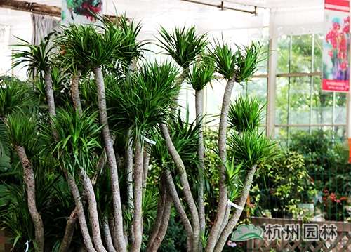 彩运网(中国游)官方网站