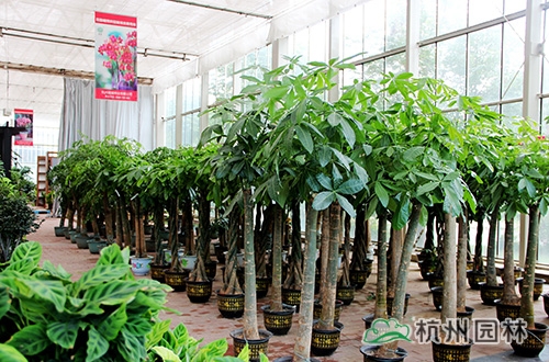 彩运网(中国游)官方网站