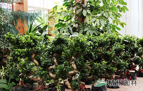 彩运网(中国游)官方网站