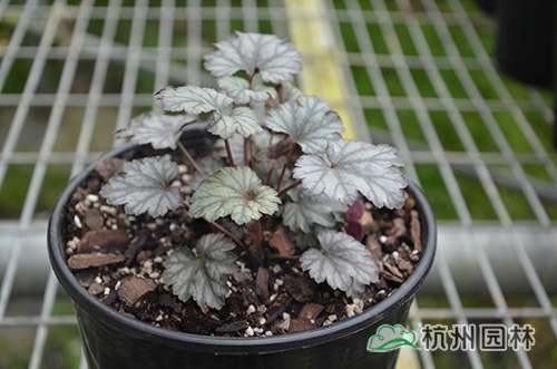 彩运网(中国游)官方网站