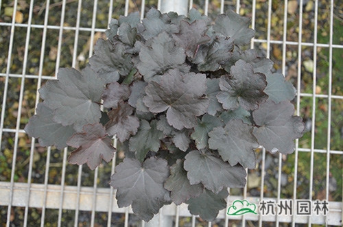 彩运网(中国游)官方网站