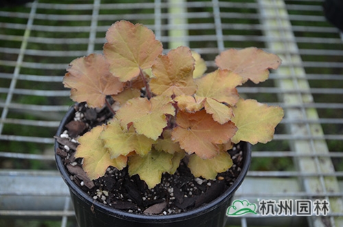 彩运网(中国游)官方网站