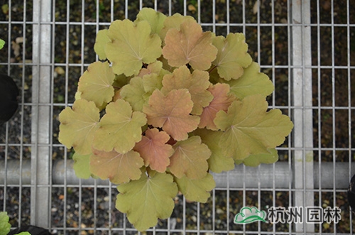 彩运网(中国游)官方网站