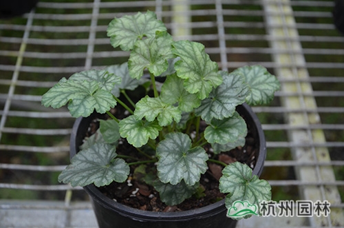 彩运网(中国游)官方网站