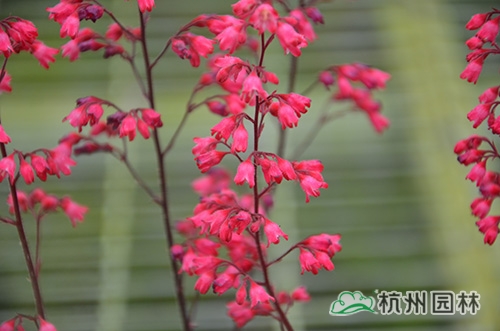 彩运网(中国游)官方网站