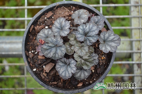 彩运网(中国游)官方网站