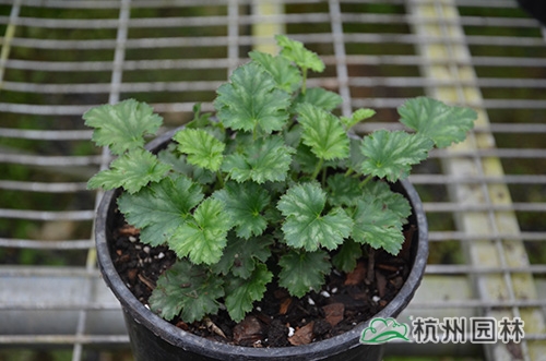 彩运网(中国游)官方网站