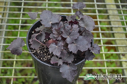 彩运网(中国游)官方网站