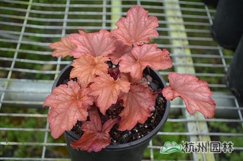 彩运网(中国游)官方网站