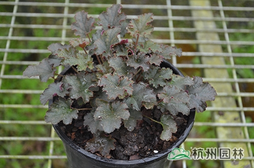 彩运网(中国游)官方网站