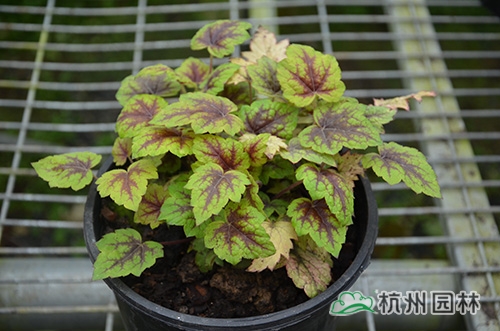 彩运网(中国游)官方网站