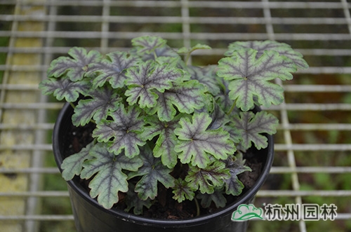 彩运网(中国游)官方网站