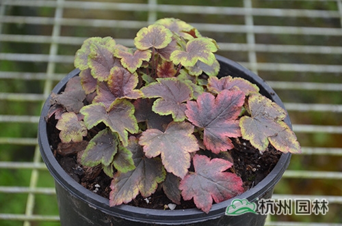 彩运网(中国游)官方网站