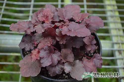 彩运网(中国游)官方网站