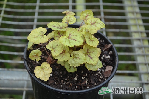 彩运网(中国游)官方网站