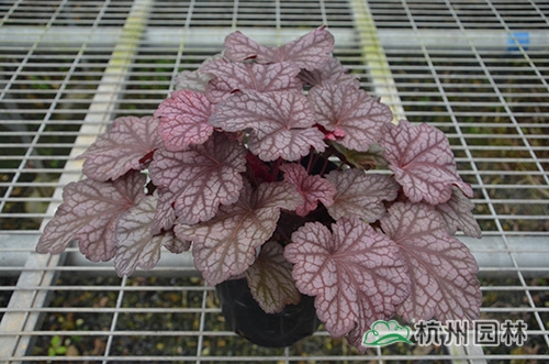 彩运网(中国游)官方网站