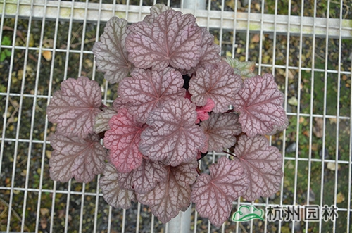 彩运网(中国游)官方网站