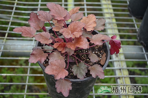 彩运网(中国游)官方网站