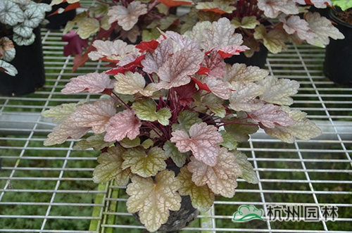 彩运网(中国游)官方网站