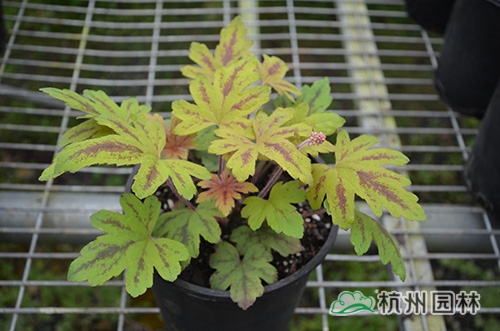 彩运网(中国游)官方网站