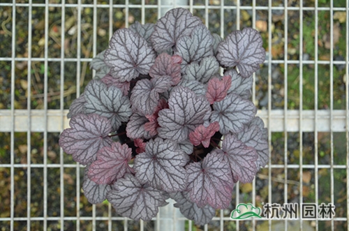 彩运网(中国游)官方网站